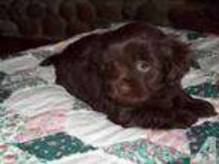 Mutt Puppy for sale in HIAWASSEE, GA, USA