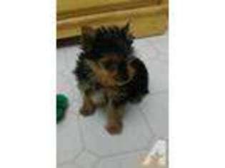 Yorkshire Terrier Puppy for sale in KETTLE FALLS, WA, USA