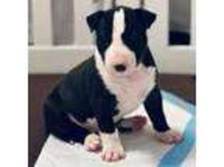 Bull Terrier Puppy for sale in Barnstable, MA, USA