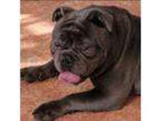 Olde English Bulldogge Puppy for sale in Norwich, CT, USA