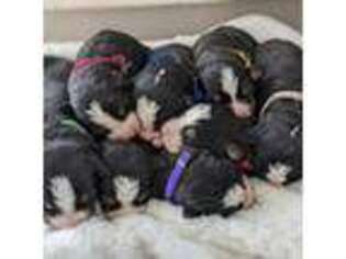 Bernese Mountain Dog Puppy for sale in Soda Springs, ID, USA