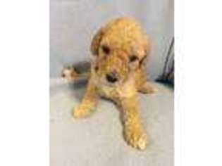 Labradoodle Puppy for sale in Dresden, OH, USA