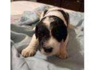 Mutt Puppy for sale in Huntingtown, MD, USA