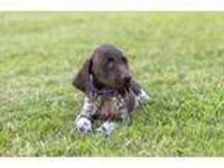German Shorthaired Pointer Puppy for sale in Flat Rock, AL, USA
