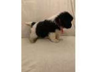 Newfoundland Puppy for sale in Marshfield, MO, USA