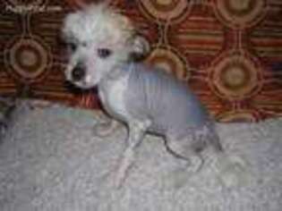Chinese Crested Puppy for sale in Eaton, OH, USA