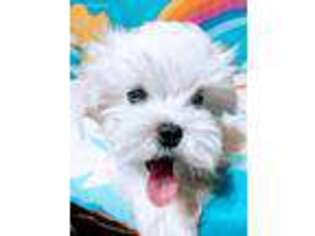 Maltese Puppy for sale in Riverhead, NY, USA