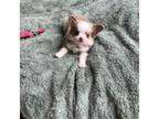 Chihuahua Puppy for sale in London, OH, USA