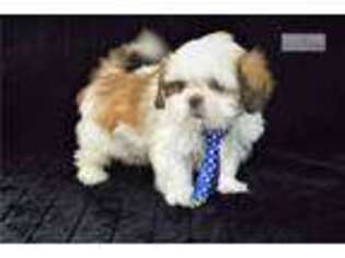 Mal-Shi Puppy for sale in Tyler, TX, USA
