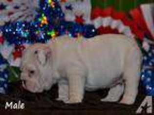 Bulldog Puppy for sale in ORLAND, CA, USA