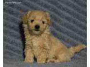 Mutt Puppy for sale in Paxinos, PA, USA
