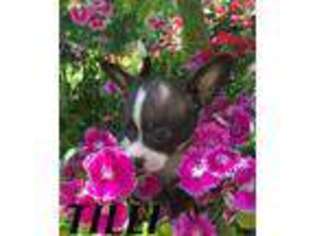 Chihuahua Puppy for sale in Vanleer, TN, USA