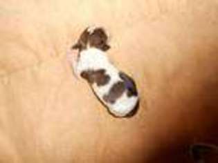 Papillon Puppy for sale in Lancaster, OH, USA