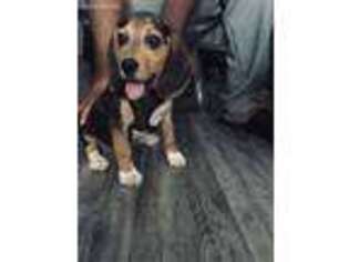 Beagle Puppy for sale in Frisco, TX, USA