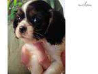 Cavalier King Charles Spaniel Puppy for sale in Birmingham, AL, USA