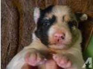 Border Collie Puppy for sale in RICHMOND, TX, USA