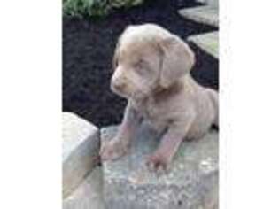 Labrador Retriever Puppy for sale in Fredericktown, OH, USA