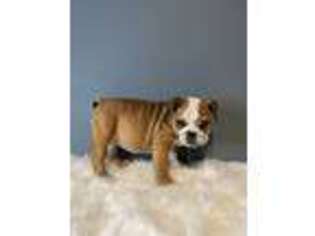 Bulldog Puppy for sale in Revere, MA, USA