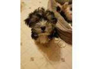 Mutt Puppy for sale in Briggsdale, CO, USA