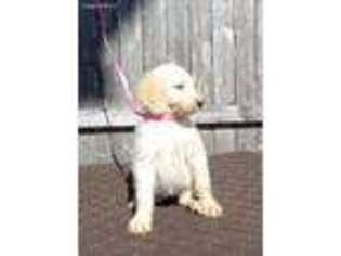 Goldendoodle Puppy for sale in Auburn, IL, USA