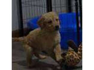 Golden Retriever Puppy for sale in Howard City, MI, USA