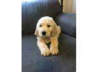 Goldendoodle Puppy for sale in Athens, AL, USA