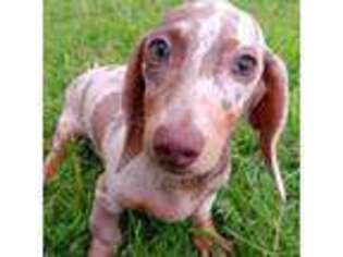 Dachshund Puppy for sale in Atwater, CA, USA