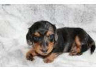 Dachshund Puppy for sale in Collinsville, OK, USA