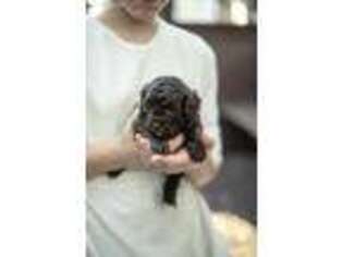 Shih-Poo Puppy for sale in Georgetown, OH, USA