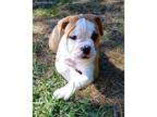 Olde English Bulldogge Puppy for sale in Longview, WA, USA