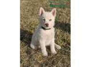 Mutt Puppy for sale in Brookings, SD, USA