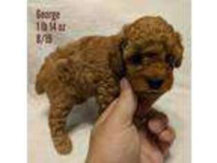 Mutt Puppy for sale in Camden, NY, USA