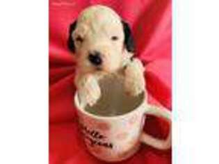 Portuguese Water Dog Puppy for sale in Las Vegas, NV, USA