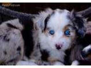 Miniature Australian Shepherd Puppy for sale in Wilton, CA, USA