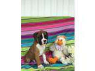 Boxer Puppy for sale in Topeka, IN, USA