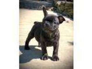 French Bulldog Puppy for sale in Delaware, OH, USA