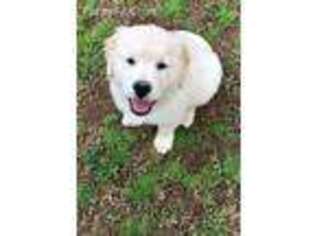Golden Retriever Puppy for sale in Seneca, SC, USA