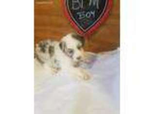 Australian Shepherd Puppy for sale in Buffalo, MO, USA