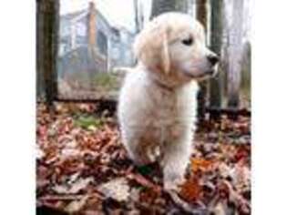 Mutt Puppy for sale in Tewksbury, MA, USA