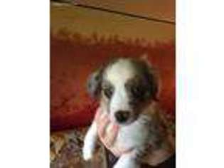 Miniature Australian Shepherd Puppy for sale in Mcminnville, OR, USA