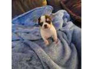 Chihuahua Puppy for sale in Amesbury, MA, USA