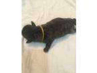 Pug Puppy for sale in Hector, NY, USA