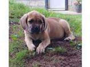 Cane Corso Puppy for sale in Minerva, OH, USA