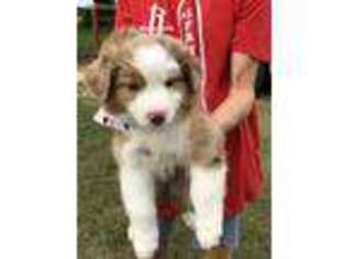 Australian Shepherd Puppy for sale in Centerville, TX, USA