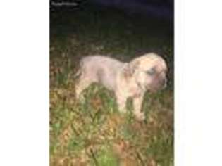 Cane Corso Puppy for sale in Meridian, TX, USA