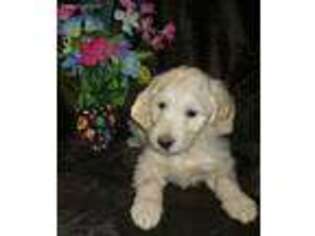 View Ad Goldendoodle Puppy For Sale Near Virginia Roanoke Usa Adn 05757183246
