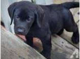 Labrador Retriever Puppy for sale in COTTAGE GROVE, MN, USA