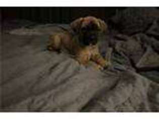 Mutt Puppy for sale in Springfield, IL, USA