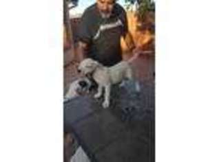 Dogo Argentino Puppy for sale in Mcallen, TX, USA