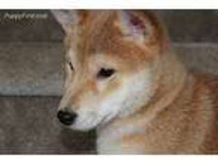 Shiba Inu Puppy for sale in Oxford, NJ, USA